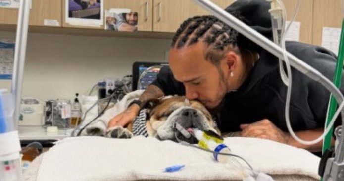 Lewis Hamilton shares heartbreaking Roscoe update after dog's heart stopped