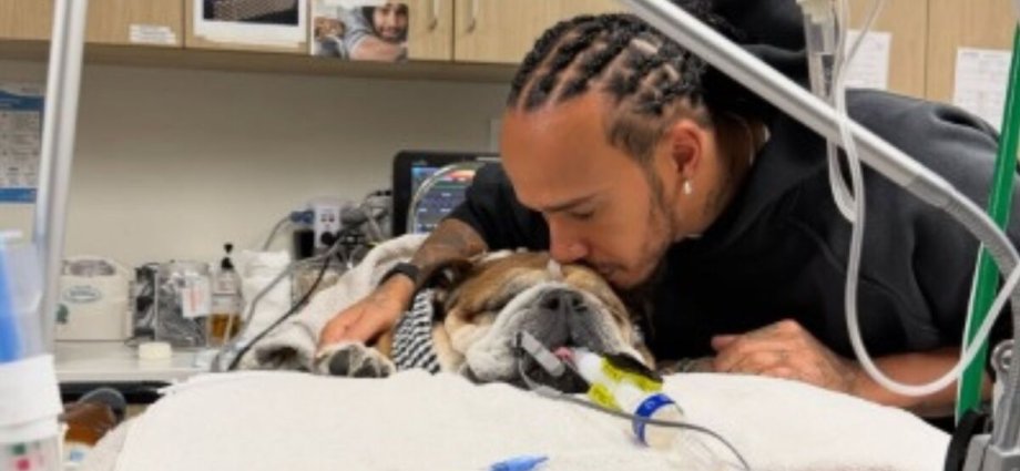 Lewis Hamilton shares heartbreaking Roscoe update after dog's heart stopped