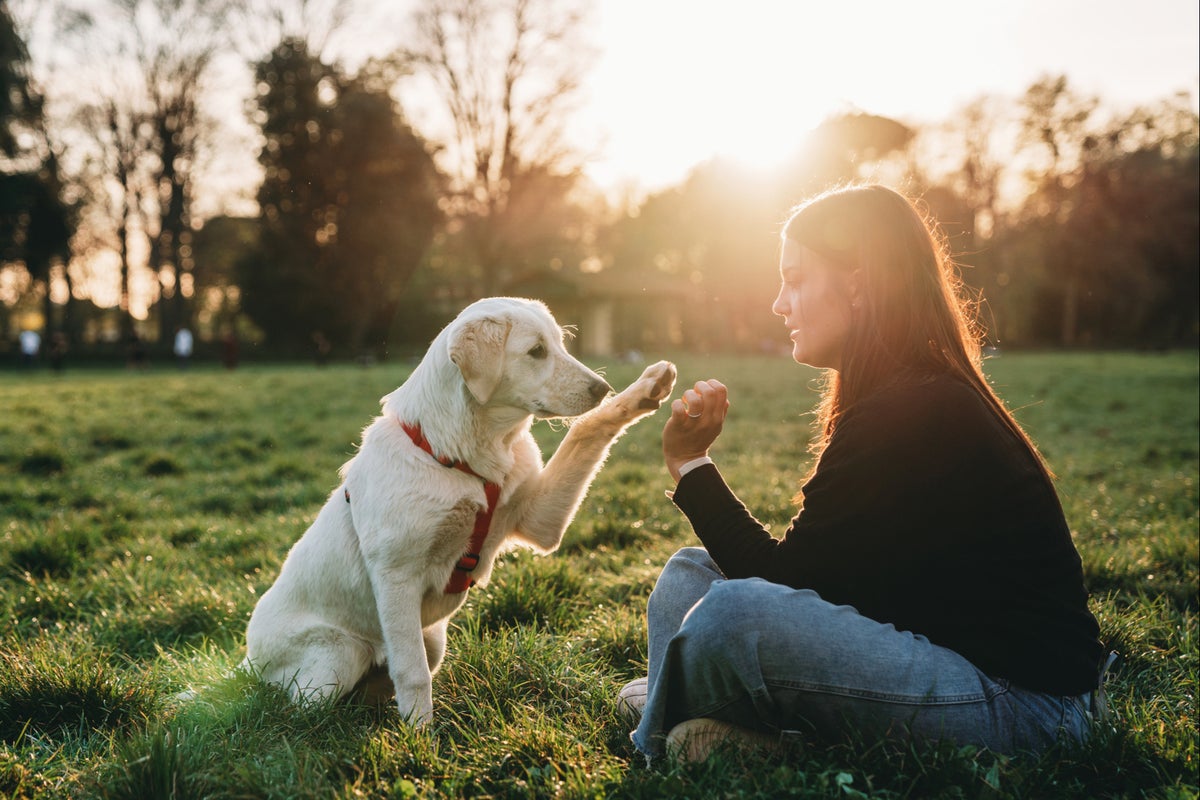 ‘Ball junkie’ dogs can be addicted to their toys, scientists suggest ...