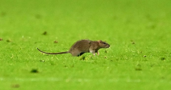 Giant rat brings Wales v Belgium match to a halt as fans call it 'best part'
