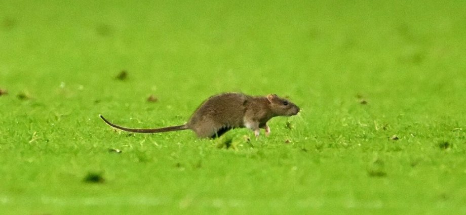 Giant rat brings Wales v Belgium match to a halt as fans call it 'best part'
