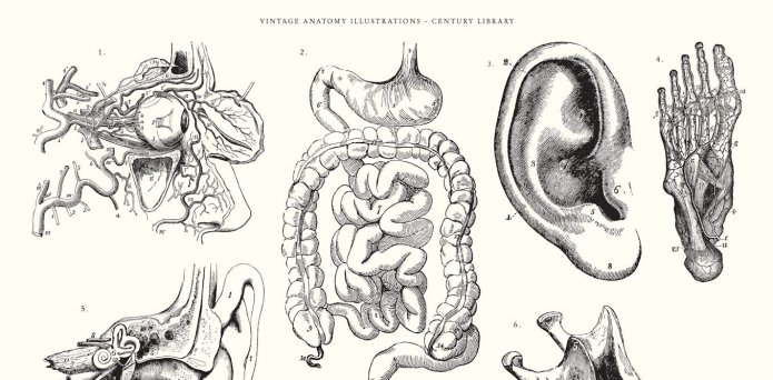 The dark history of medical illustrations and the question of consent