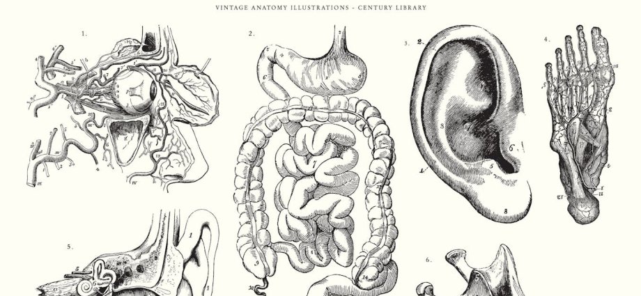 The dark history of medical illustrations and the question of consent