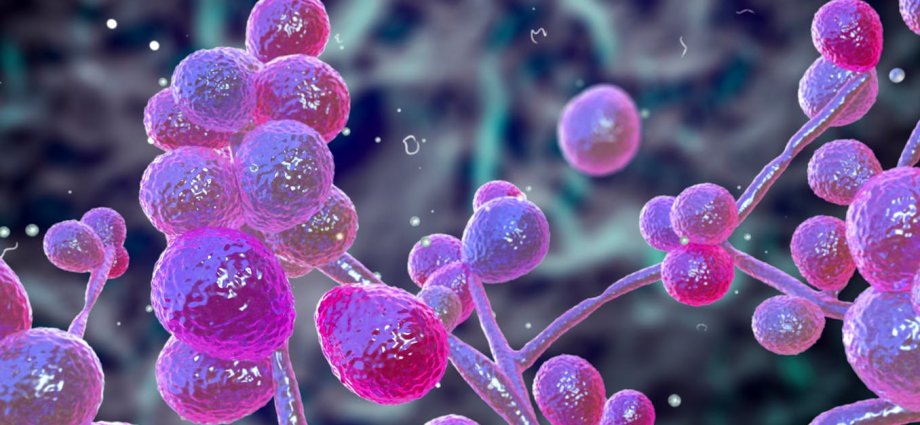 The fungi living in the body play an important role in health – here’s what you should know about the ‘mycobiome’