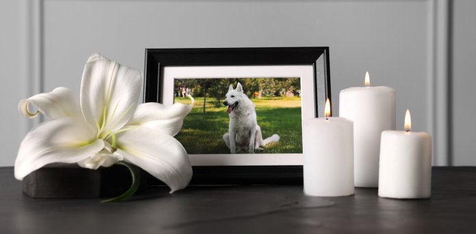 One in five Britons say losing their pet was worse than losing a person – new study