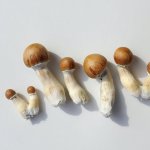 A single dose of psilocybin eased depression symptoms for months, our study found