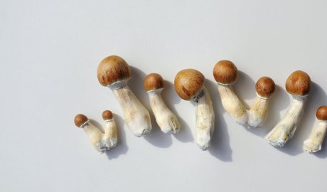 A single dose of psilocybin eased depression symptoms for months, our study found