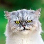 If you’re feeling down, maybe don’t pet your cat, new study suggests