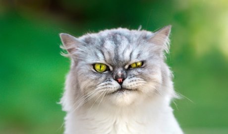 If you’re feeling down, maybe don’t pet your cat, new study suggests