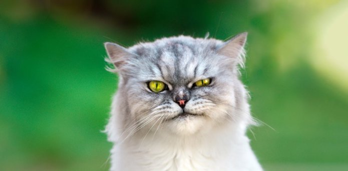 If you’re feeling down, maybe don’t pet your cat, new study suggests