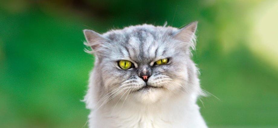 If you’re feeling down, maybe don’t pet your cat, new study suggests