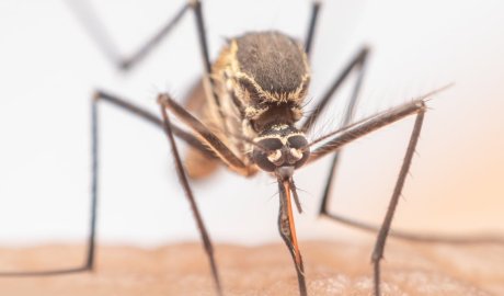A mosquito that can transmit Zika has bred in London – but that doesn’t mean the virus is spreading in people there