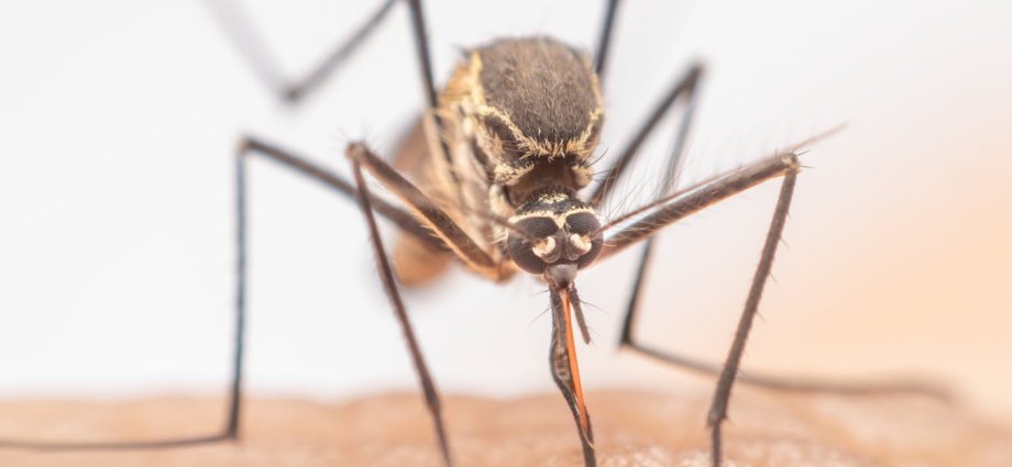 A mosquito that can transmit Zika has bred in London – but that doesn’t mean the virus is spreading in people there