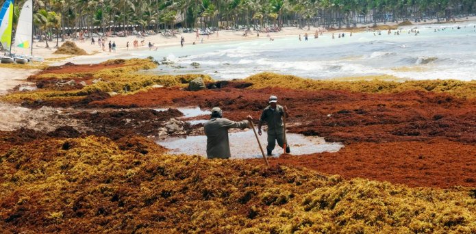 Seaweed strandings cause a stink – here’s why they harm your health