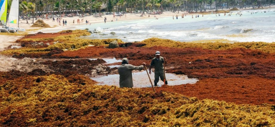Seaweed strandings cause a stink – here’s why they harm your health